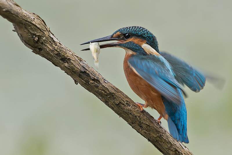 Kingfisher with catch_David Schenck.jpg